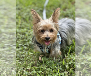 Mutt Dogs for adoption in Weston, FL, USA