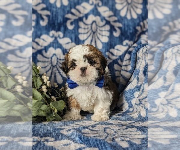 Medium Photo #4 Shih Tzu Puppy For Sale in KIRKWOOD, PA, USA