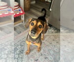 Small #1 Mutt