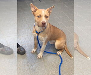 Dug - Male Siberian Husky-Unknown Mix Dog for Adoption - Photo #2