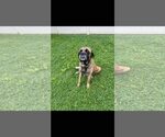 Small #1 Mastiff