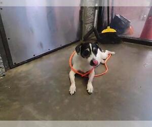 Rat Terrier Dogs for adoption in Tulsa, OK, USA