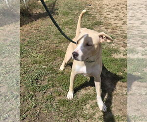 Clyde - Male Labrador Retriever-Unknown Mix Dog for Adoption - Photo #4