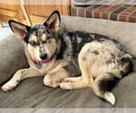 Small #1 Australian Shepherd Mix