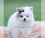 Small Photo #4 Pomeranian Puppy For Sale in WARSAW, IN, USA