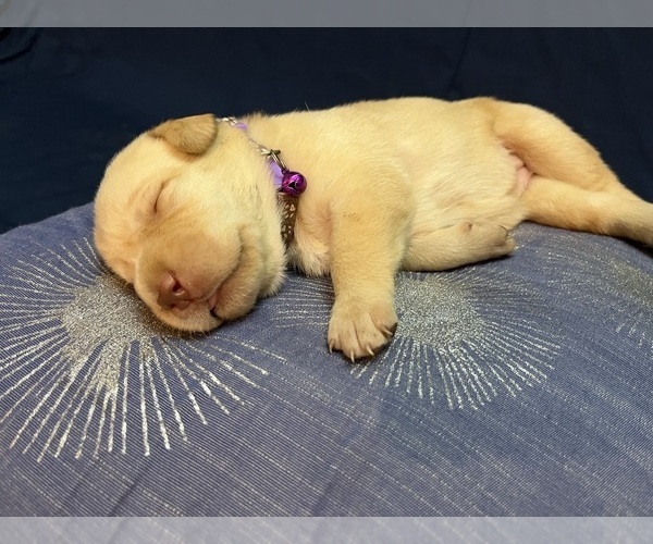 Medium Photo #16 Labrador Retriever Puppy For Sale in BARTLETT, IL, USA