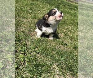 Pembroke Welsh Corgi Puppy for sale in ARTHUR, IL, USA