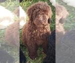 Small Photo #7 Goldendoodle Puppy For Sale in TARBORO, NC, USA
