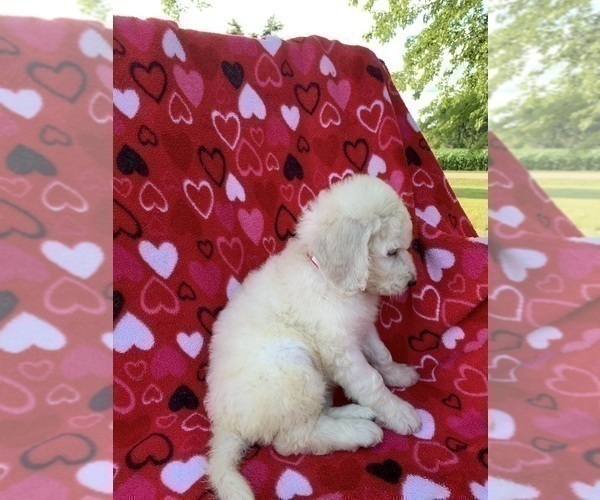 Medium Photo #3 Goldendoodle Puppy For Sale in OCONTO, WI, USA