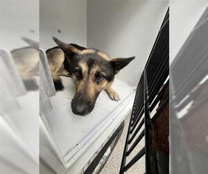 German Shepherd Dog Dogs for adoption in Houston, TX, USA
