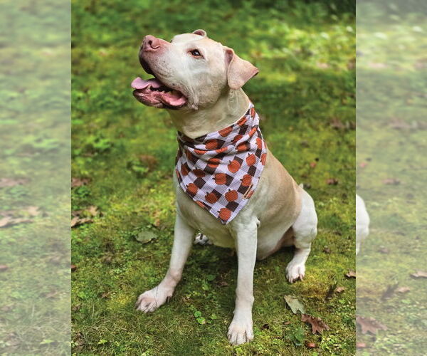 Medium Photo #6 American Pit Bull Terrier Puppy For Sale in Westminster, MA, USA