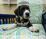Small Photo #2 Great Dane Puppy For Sale in DOWNERS GROVE, IL, USA