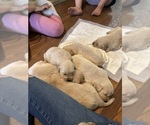 Small #4 Golden Retriever