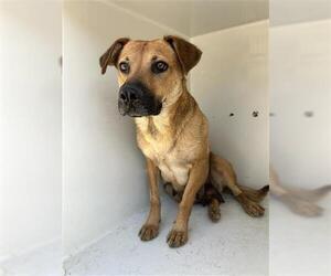 Black Mouth Cur-Unknown Mix Dogs for adoption in Houston, TX, USA