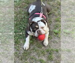 Small #3 Bulldog