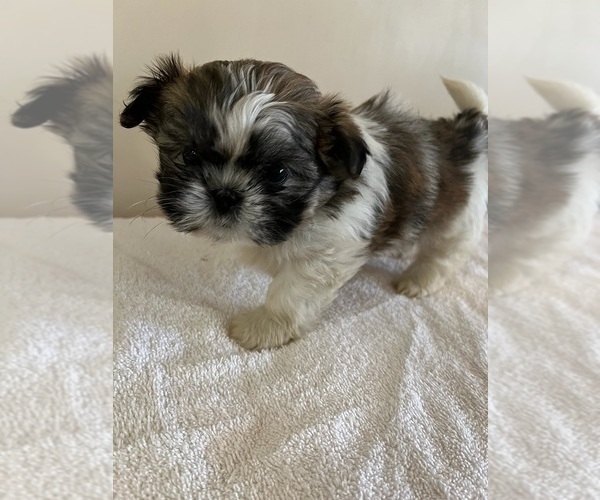 Medium Photo #5 Shih Tzu Puppy For Sale in BALL GROUND, GA, USA