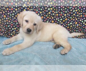 Labrador Retriever Puppy for sale in CALIENTE, CA, USA