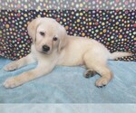 Image preview for Ad Listing. Nickname: Joe