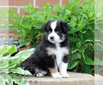 Small #1 Miniature Australian Shepherd