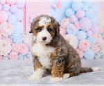 Small #1 Bernedoodle (Miniature) (+ Poodle Miniature)