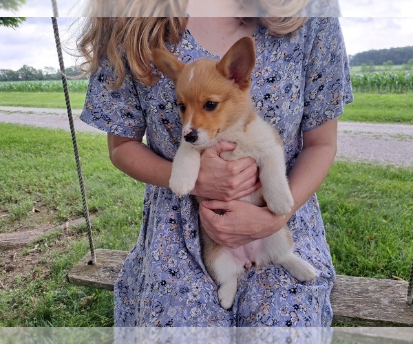 Medium Photo #4 Pembroke Welsh Corgi Puppy For Sale in SHILOH, OH, USA