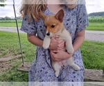 Small #3 Pembroke Welsh Corgi