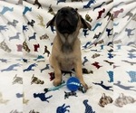 Small Photo #6 Belgian Malinois Puppy For Sale in SAINT GEORGE, UT, USA
