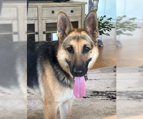 Medium Photo #3 German Shepherd Dog Puppy For Sale in Cupertino, CA, USA