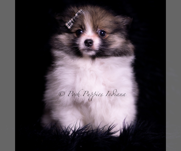 Medium Photo #3 Pomeranian Puppy For Sale in WARSAW, IN, USA