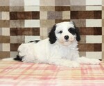 Small #1 Bernedoodle (Miniature)