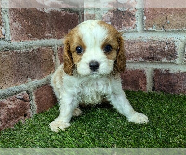 Medium Photo #4 Cavalier King Charles Spaniel Puppy For Sale in MOBERLY, MO, USA