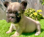 Small #5 French Bulldog