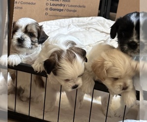 Care-Tzu Puppy for sale in RIO RANCHO, NM, USA
