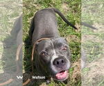 Small Photo #5 American Pit Bull Terrier-Unknown Mix Puppy For Sale in Ridgefield, CT, USA