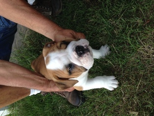 English Bulldogge Puppy for sale in CLEVELAND, OH, USA
