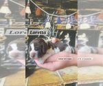 Puppy Loretta English Springer Spaniel