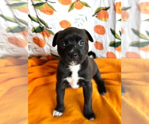 Mutt Dogs for adoption in OKLAHOMA CITY, OK, USA