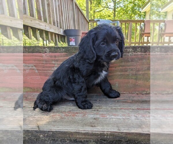 Medium Photo #5 Cock-A-Poo Puppy For Sale in SALEM, MO, USA