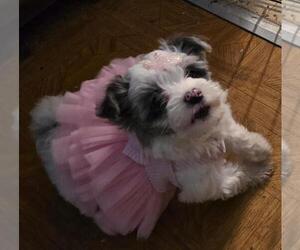 YorkiePoo Puppy for sale in SPRINGFIELD, OH, USA