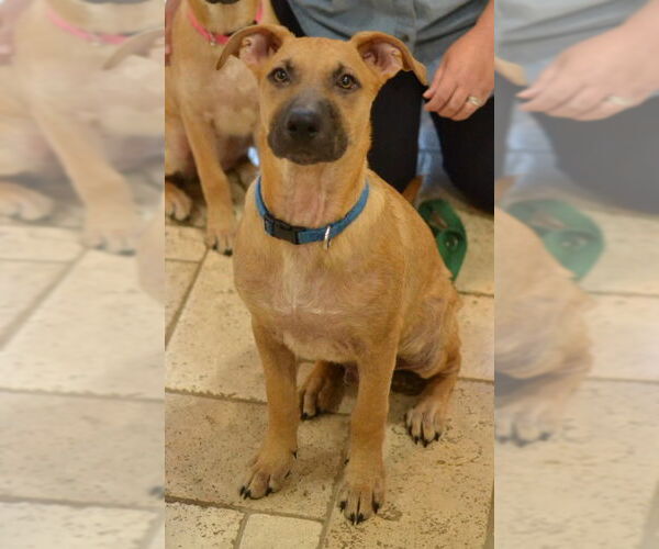 Medium Photo #6 Mutt Puppy For Sale in Enfield, CT, USA