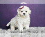 Small Maltese