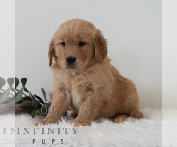 Medium Photo #7 Golden Retriever Puppy For Sale in NEWPORT, PA, USA