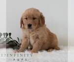 Small #6 Golden Retriever
