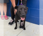 Small #2 Labrador Retriever Mix