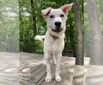 Small Labrador Retriever Mix
