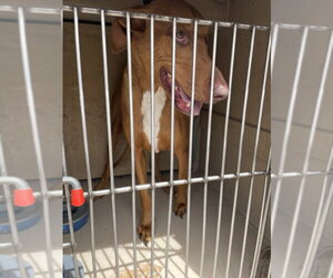 Labrador Retriever-Unknown Mix Dogs for adoption in Las Vegas, NV, USA