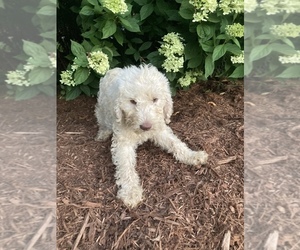 Labradoodle Litter for sale in SNOW CAMP, NC, USA