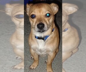 Chihuahua Dogs for adoption in RICHMOND, IN, USA
