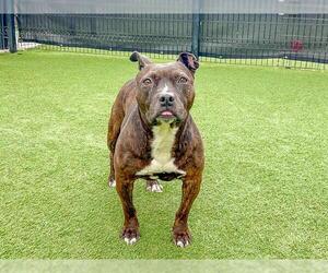 Mutt Dogs for adoption in Orange, CA, USA