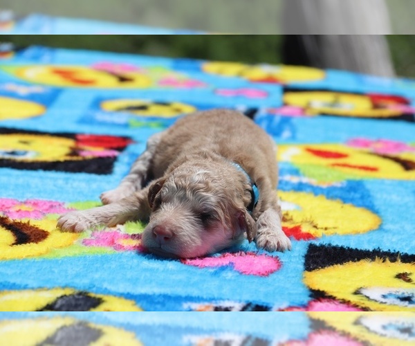 Medium Photo #2 Aussiedoodle Puppy For Sale in UNION CITY, TN, USA